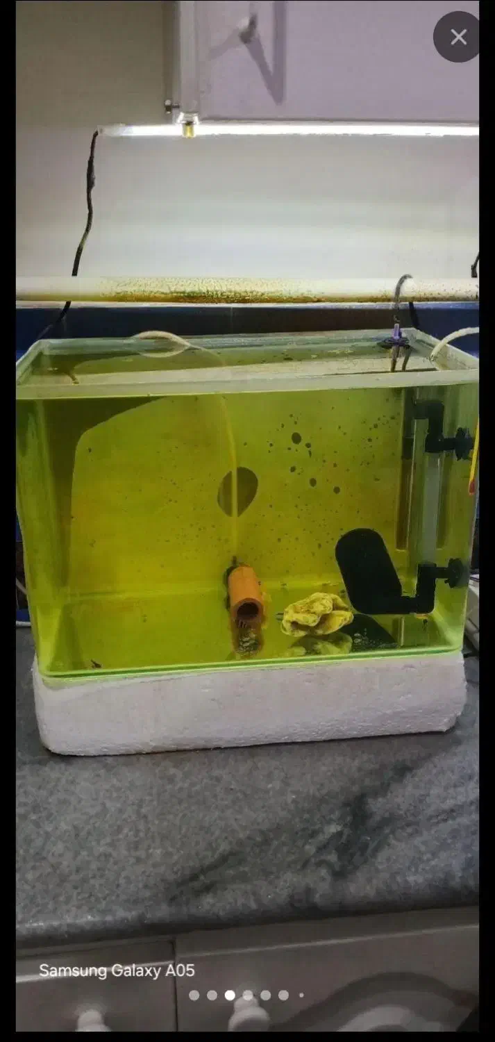 اکواریوم ماهی کامل فیلتر سطلی بخاری پمپ هوا تصویه|ماهی|تهران, شهرک استقلال|دیوار