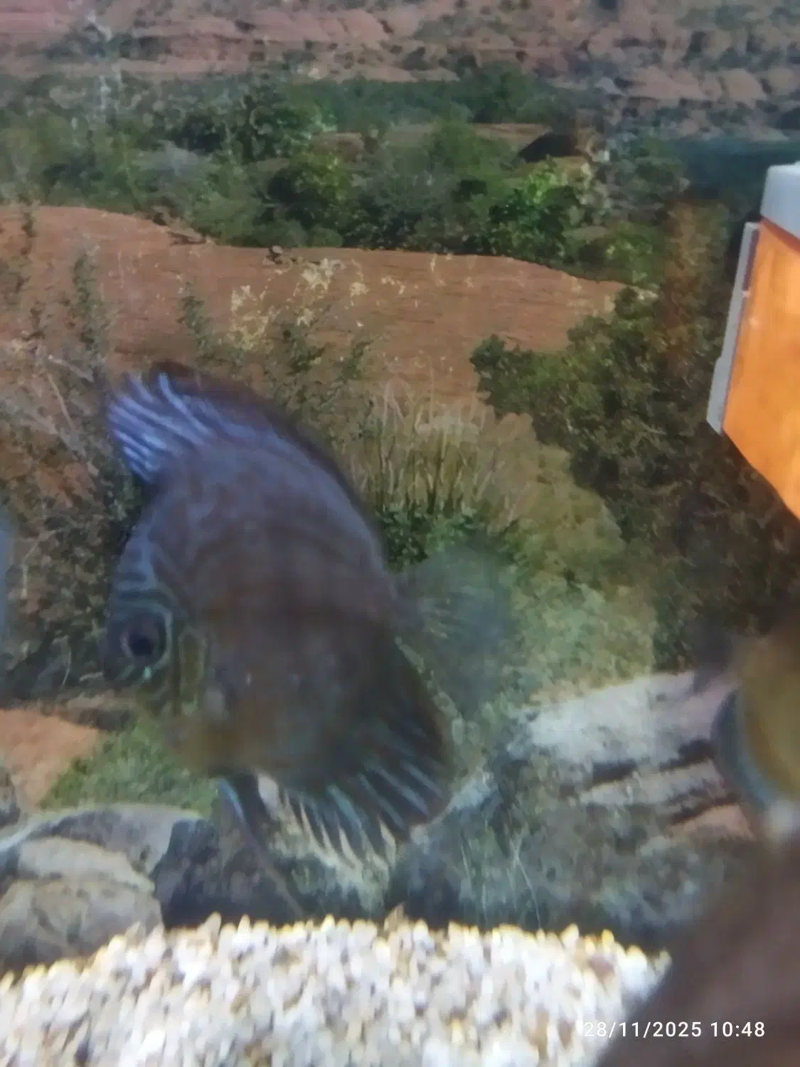 دیسکس ردکاور های بادی|ماهی|قم, در بهشت|دیوار