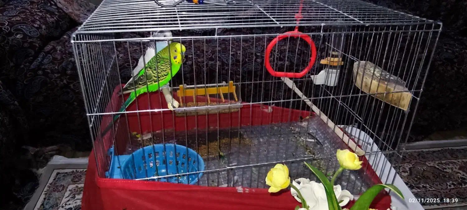 مرغ عشق نروماده|پرنده|پاوه, |دیوار