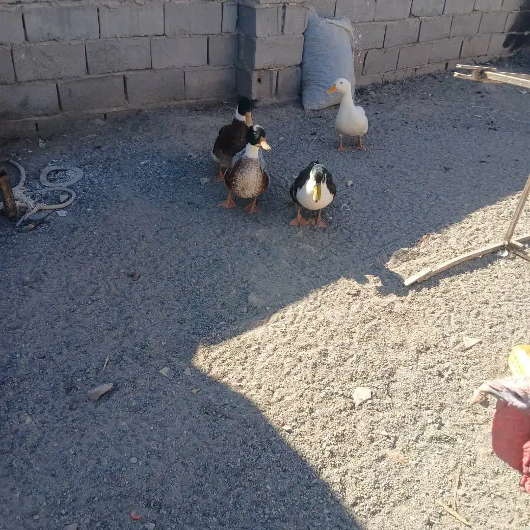 مرغ ابی|حیوانات مزرعه|گنبکی, |دیوار