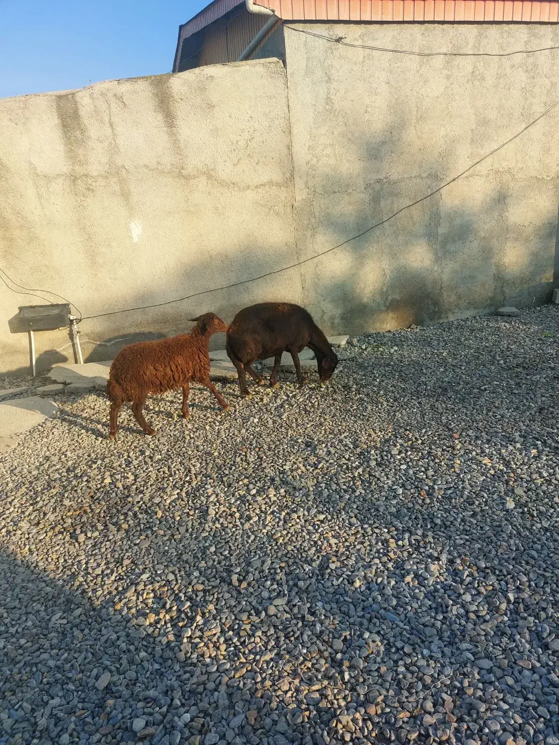 گوسفند ابست و بره نر|حیوانات مزرعه|آق قلا, |دیوار