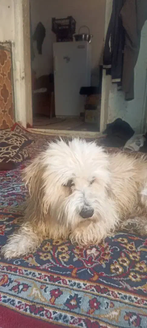 گمشده|حیوانات|خرم‌آباد, |دیوار