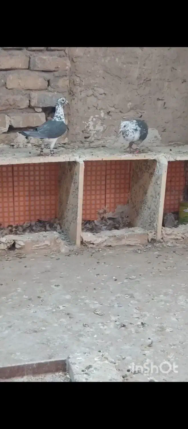 جفت فروشی|پرنده|تربت‌حیدریه, حاجی یار‎|دیوار