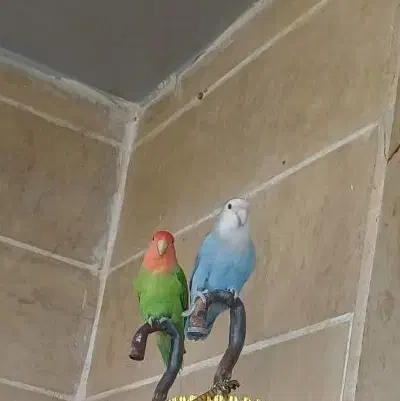 طوطی برزیلی مولد پرنده فنچ قناری مرغ عشق کفتر|پرنده|اندیشه, اندیشه فاز ۳|دیوار