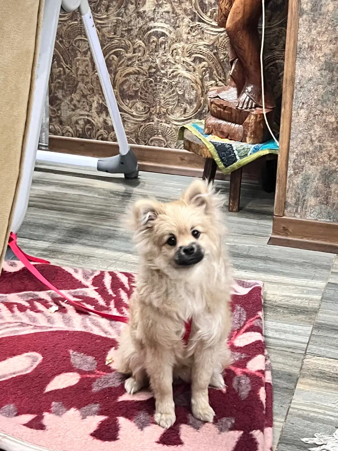 فروش فوری بعلت مهاجرت|سگ|یزد, |دیوار