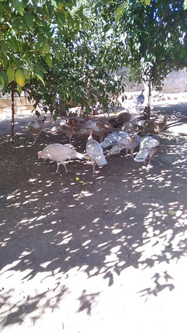 بوقلمون سالم و سرحال|حیوانات مزرعه|دشت ذهاب, |دیوار