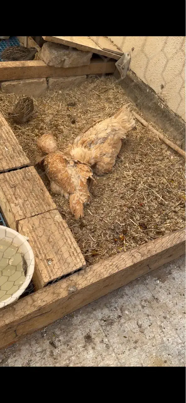 مرغ خروس با جوجه پولند|حیوانات مزرعه|قم, انسجام|دیوار