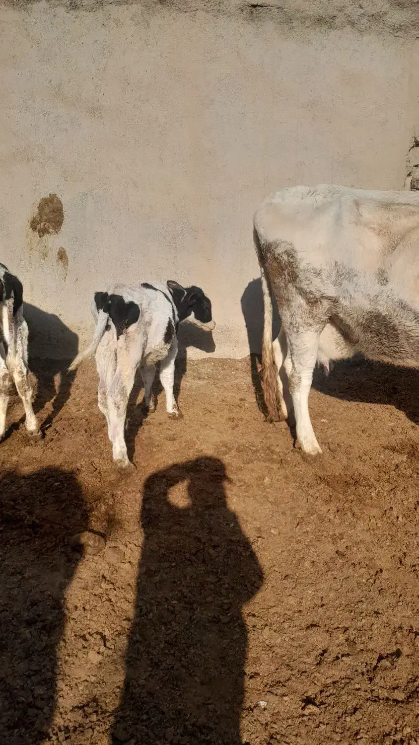 یه راس گاو سیمنتال با گوساله اش نر سیمین|حیوانات مزرعه|تاکستان, |دیوار