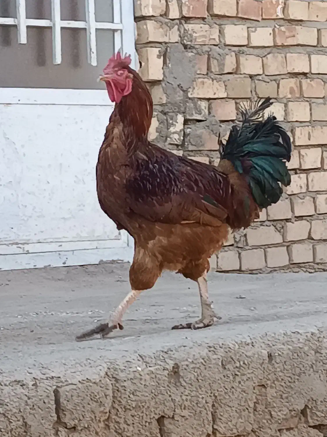 خروس|حیوانات مزرعه|فیروزه, |دیوار