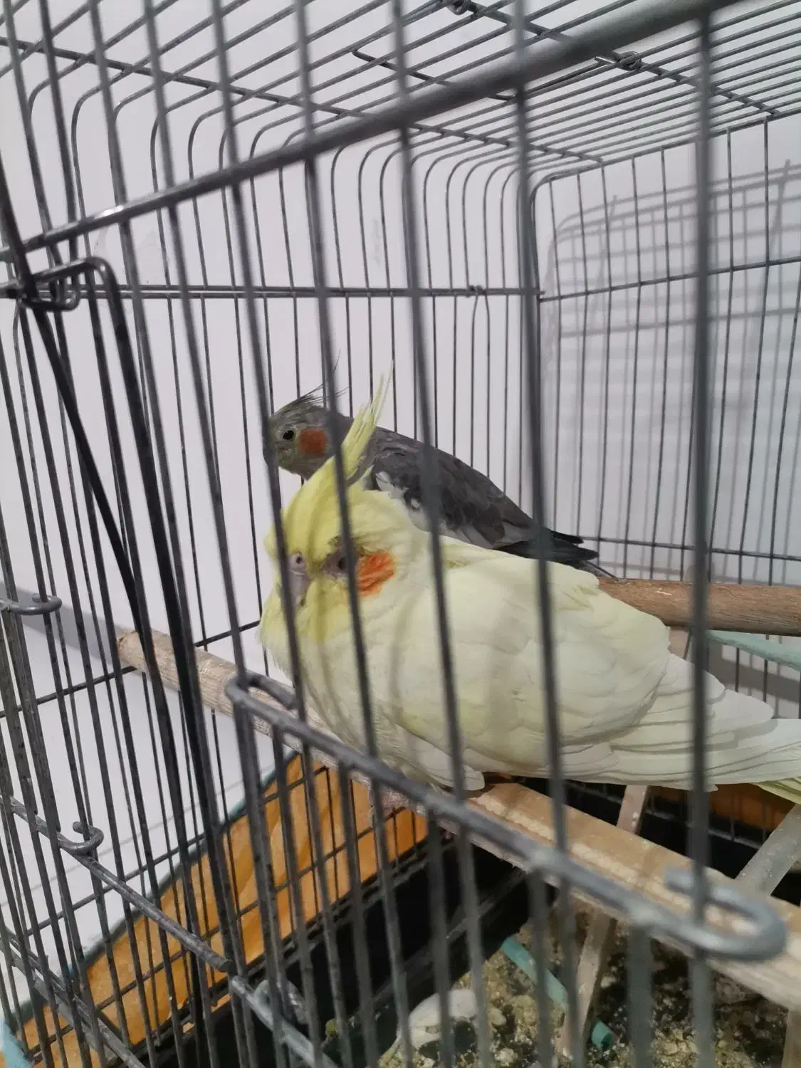 عروس هلندی|پرنده|گلستان (تهران), |دیوار