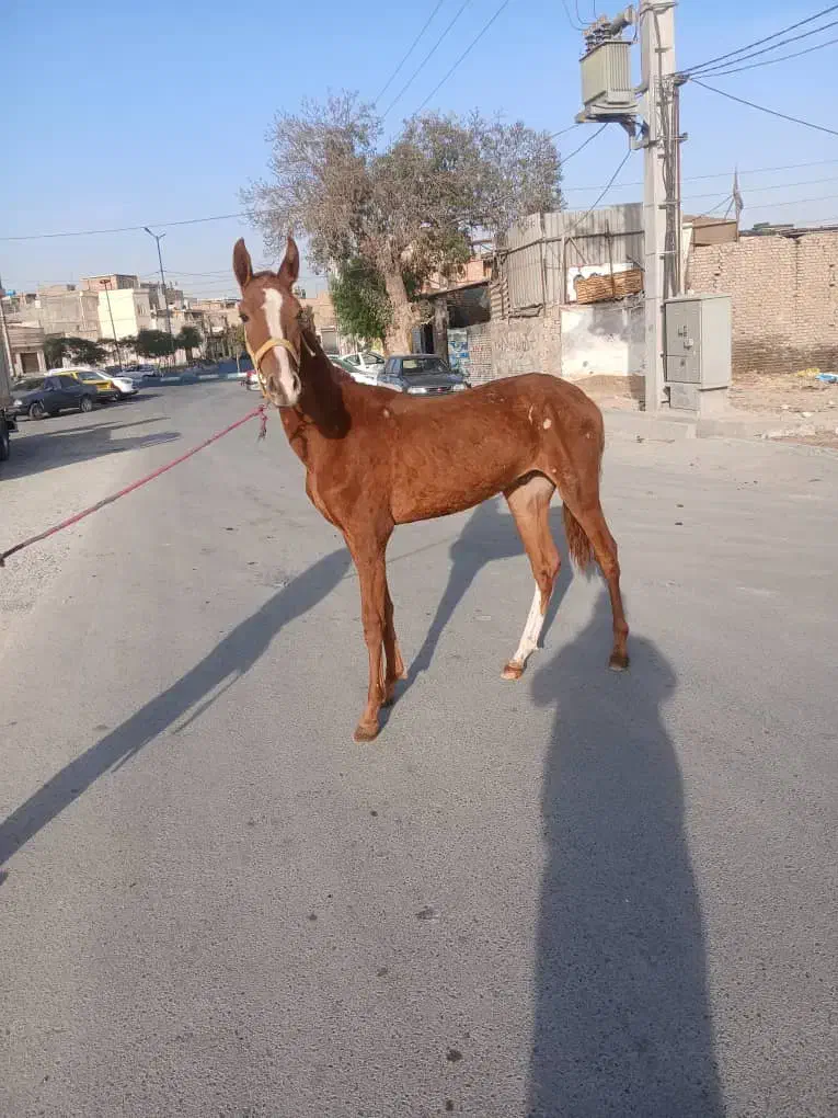 اسب نریان|اسب و تجهیزات اسب‌سواری|اسلام‌شهر, شهرک قائمیه|دیوار