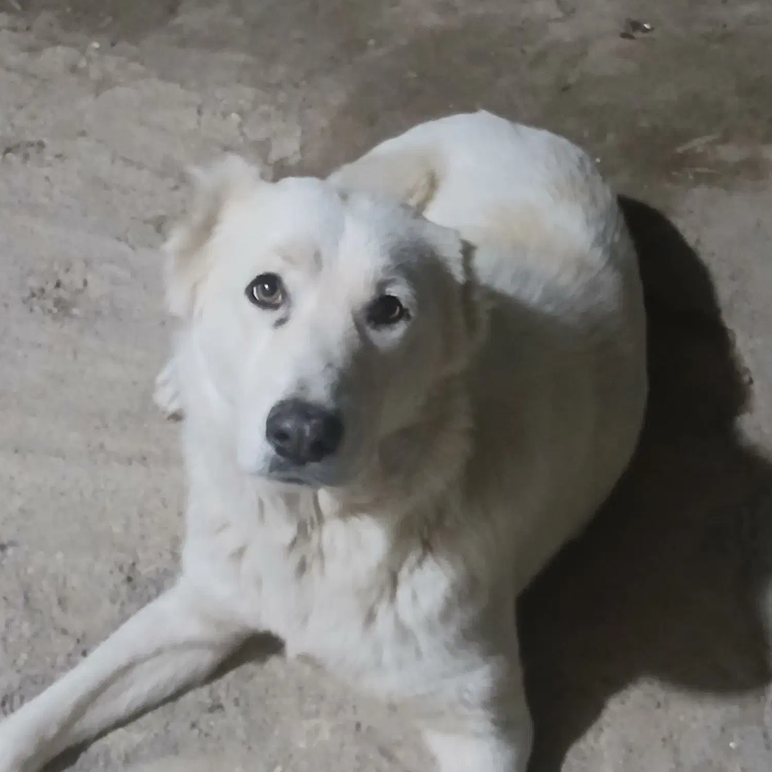 سگ باهوش|سگ|گنبد کاووس, |دیوار