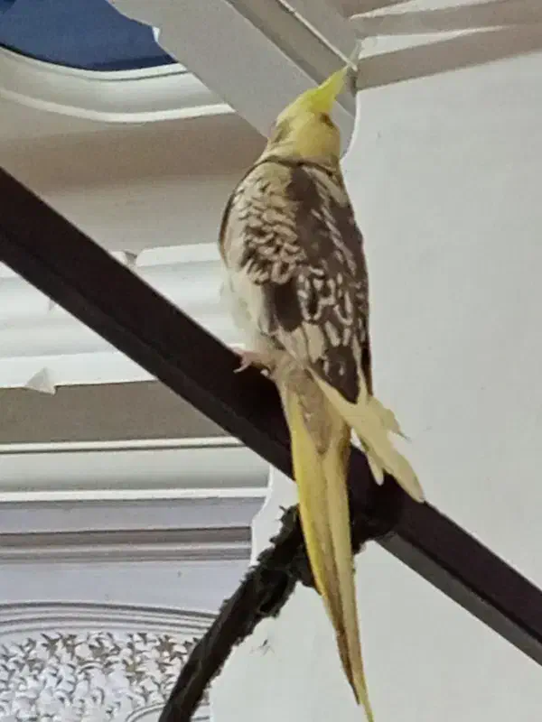 عروس هلندی نوجوان|پرنده|گنبکی, |دیوار