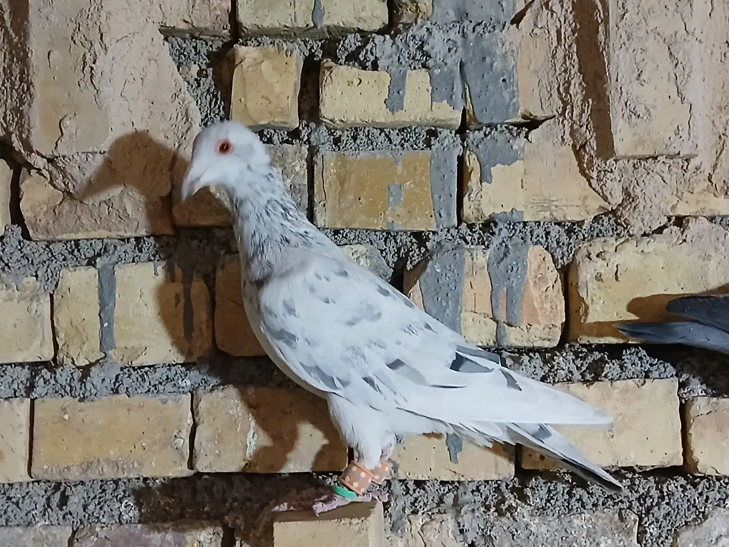 سرور ماده|پرنده|مبارکه, |دیوار