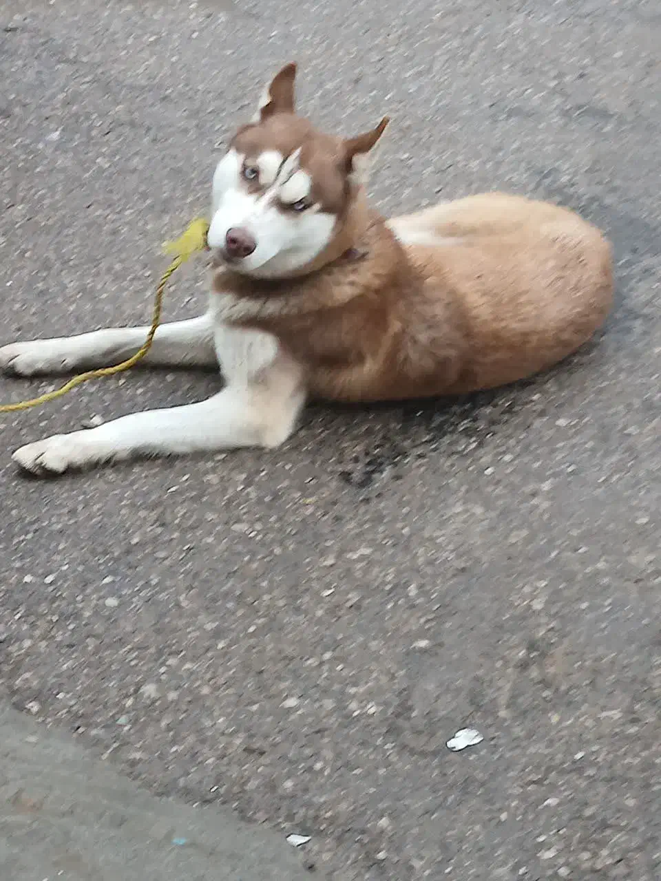 حیوان سگ|حیوانات|قائن, |دیوار