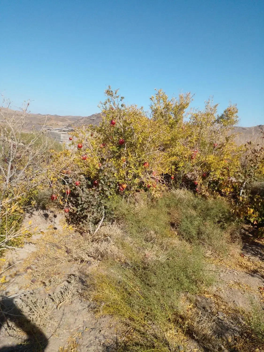 خار زنی و هرس درختان باقیچی و اره برقی|خدمات باغبانی و درختکاری|گناباد, |دیوار