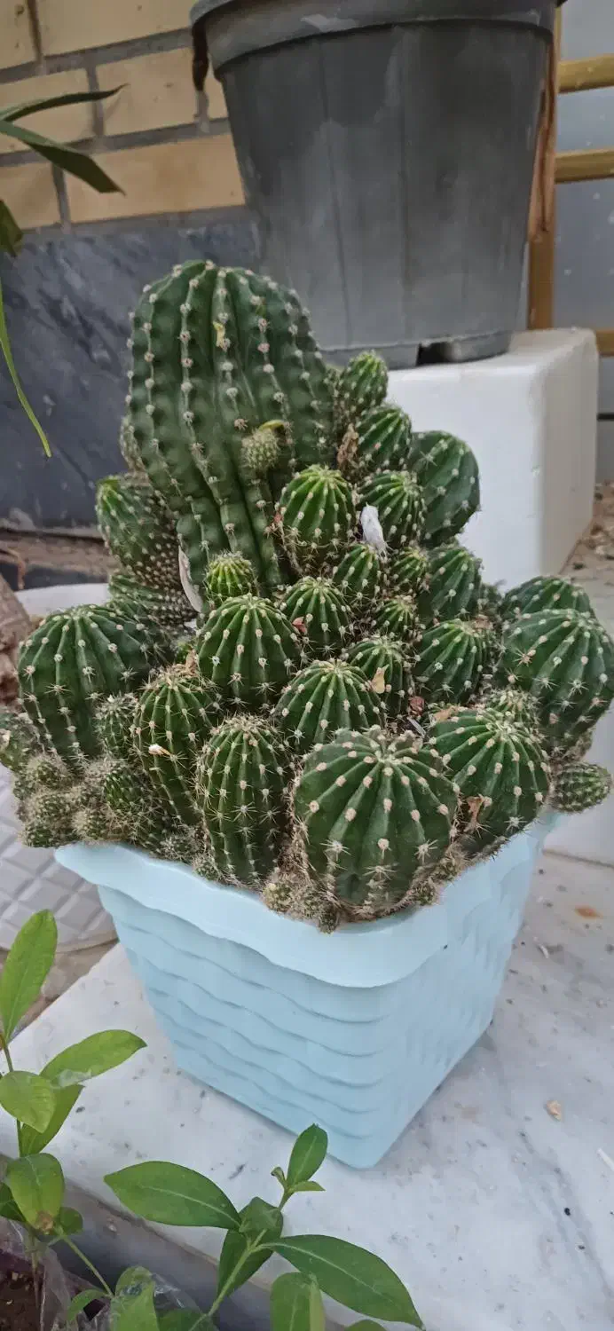 گل سانسوریا یوکا کاکتوس|گل و گیاه طبیعی|بندر گناوه, |دیوار