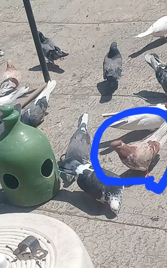 کفتر گمشده|حیوانات|صباشهر, |دیوار