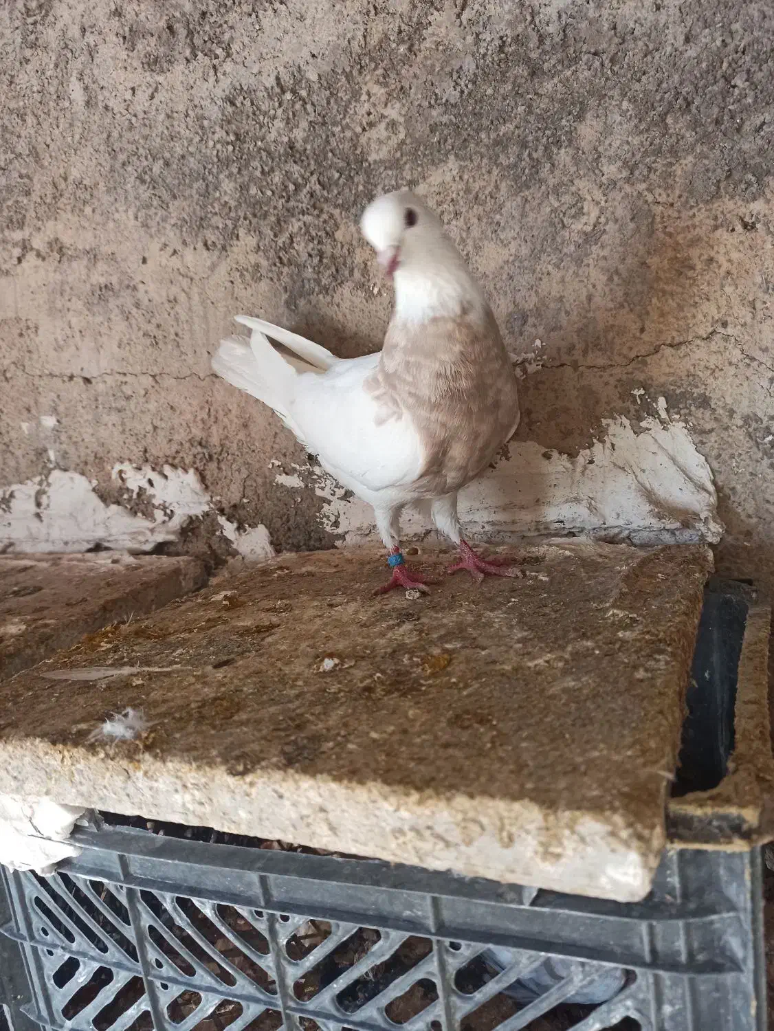 طوقی وتهرانی|پرنده|چرداول, |دیوار