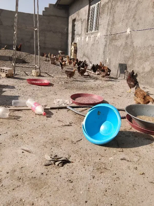 مرغ و خروس بالای 4ماه|حیوانات مزرعه|قنوات, |دیوار