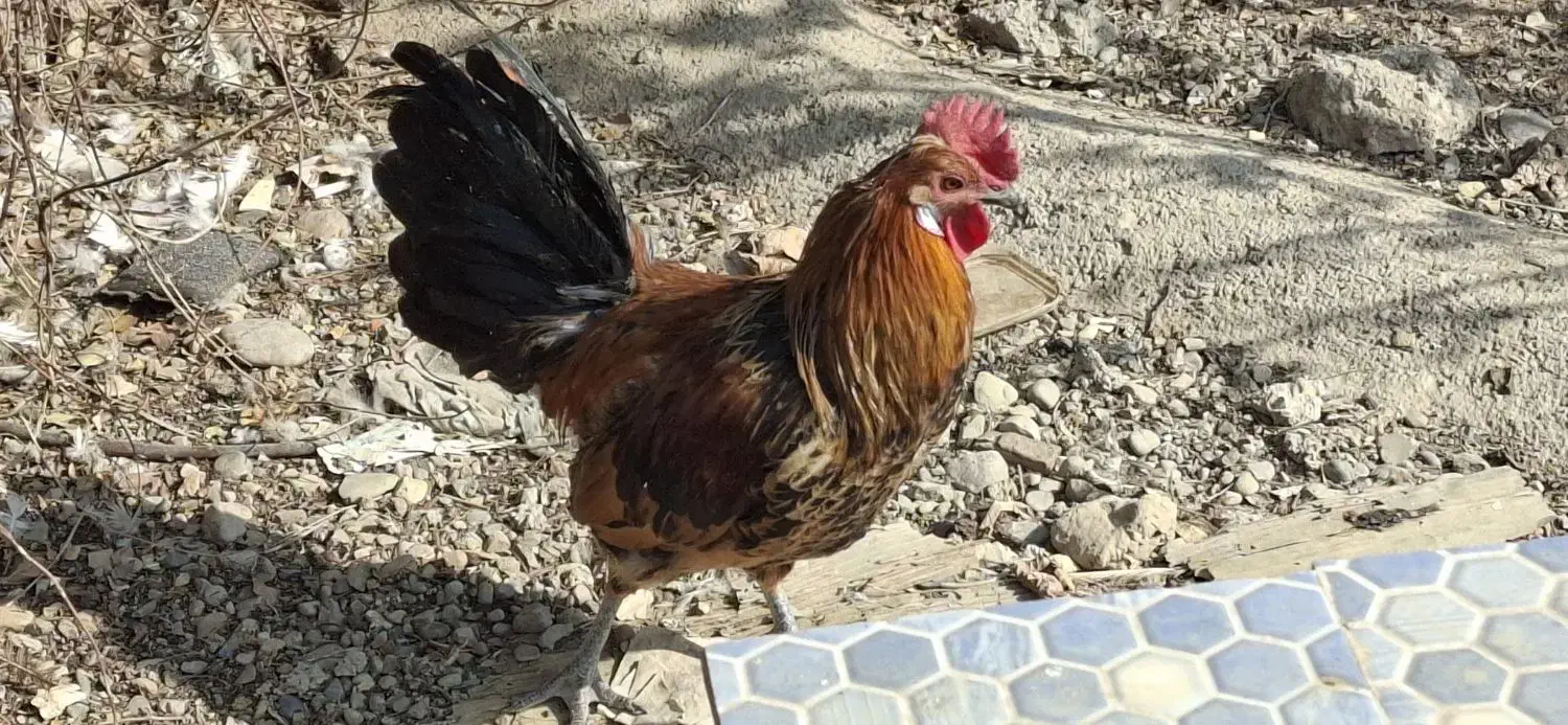 سه عدد خروس مینیاتوری|حیوانات مزرعه|پاکدشت, پاکدشت (مامازند)|دیوار