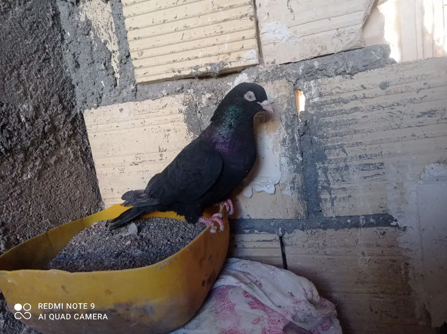 کفتر|پرنده|اسلامیه, |دیوار