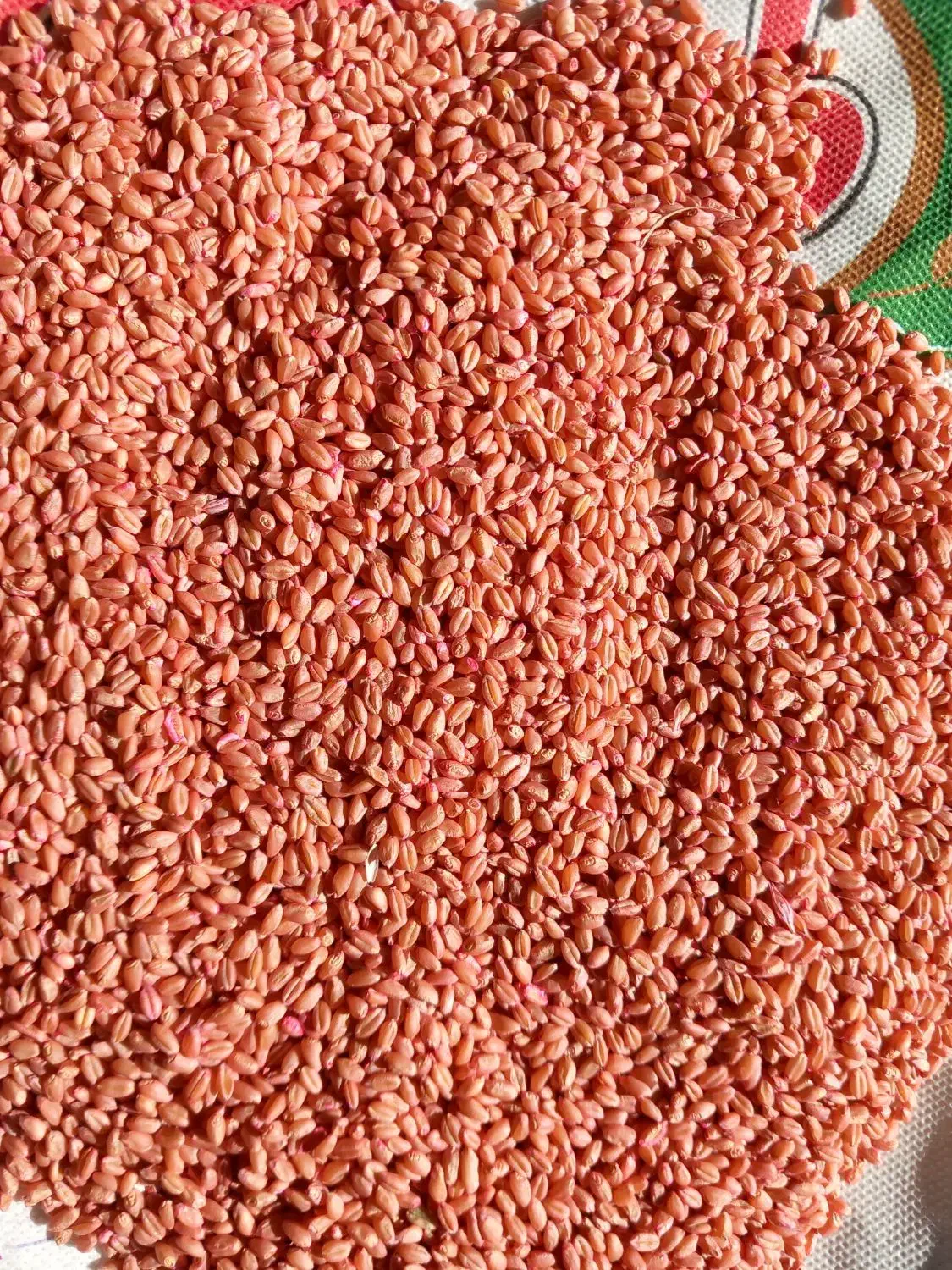 بذر گندم آبی(پیشگام)دیم(سرداری)|خدمات باغبانی و درختکاری|قروه, |دیوار
