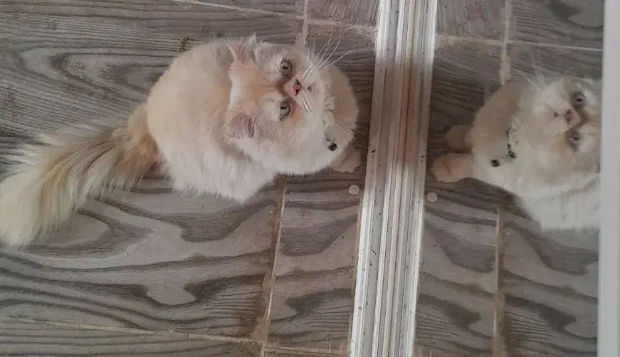 گربه پرشین چشم ابی|گربه|مشهد, ویلاشهر|دیوار