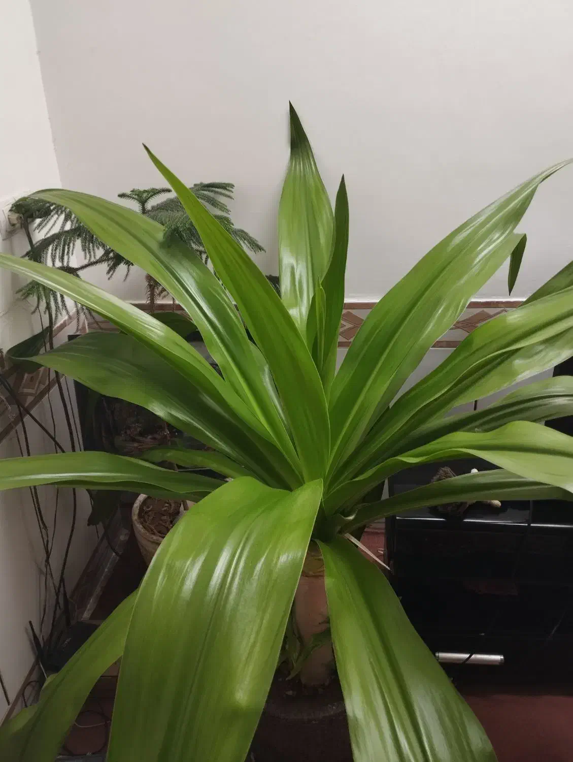 گل ذرتی|گل و گیاه طبیعی|جهرم, |دیوار