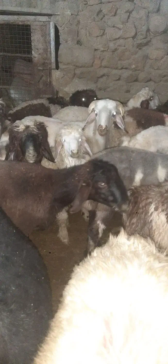 از تولید به مصرف|خوردنی و آشامیدنی|چیتاب, |دیوار