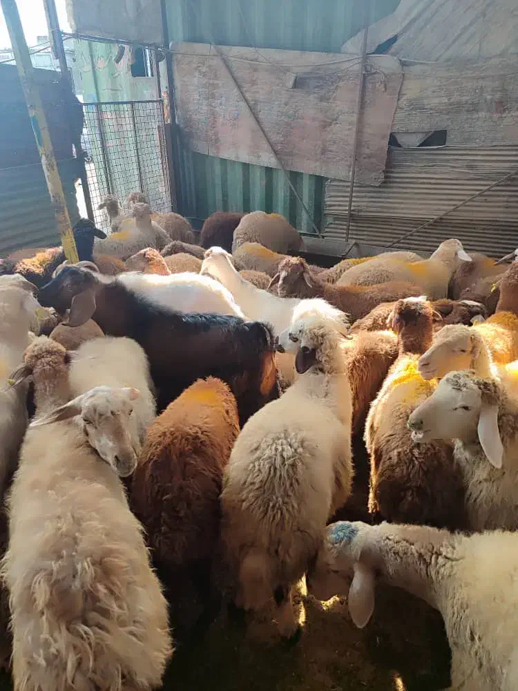 پخش گوسفند زنده در تهران با قصاب رایگان|حیوانات مزرعه|تهران, گیشا|دیوار