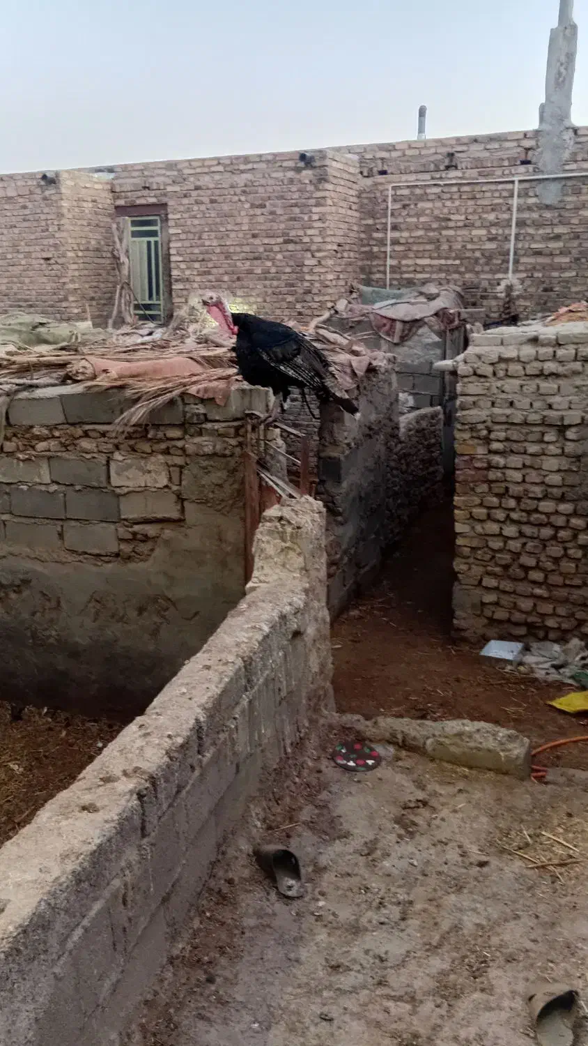 بوقلمون غاز ومرغ|حیوانات مزرعه|زابل, |دیوار