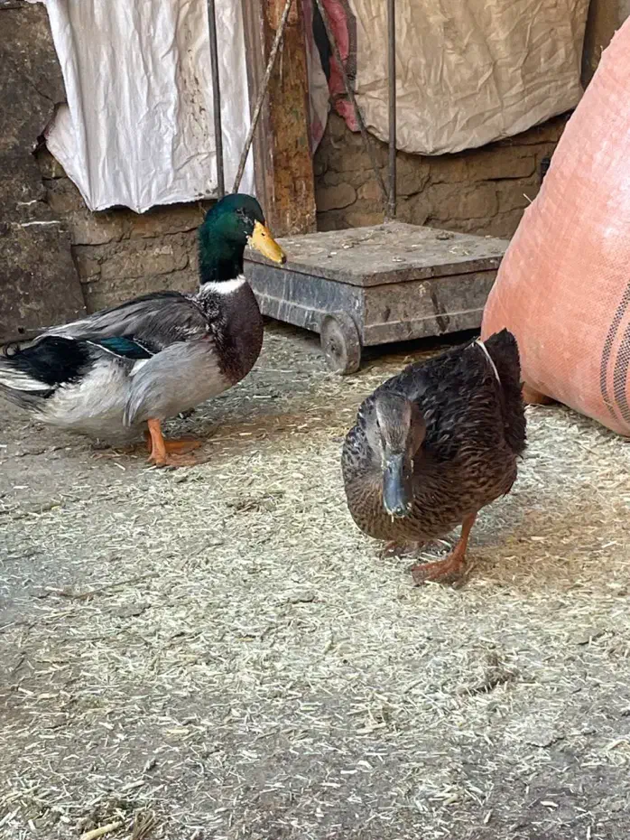 بوقلمون وخروس|حیوانات مزرعه|گرمسار, |دیوار