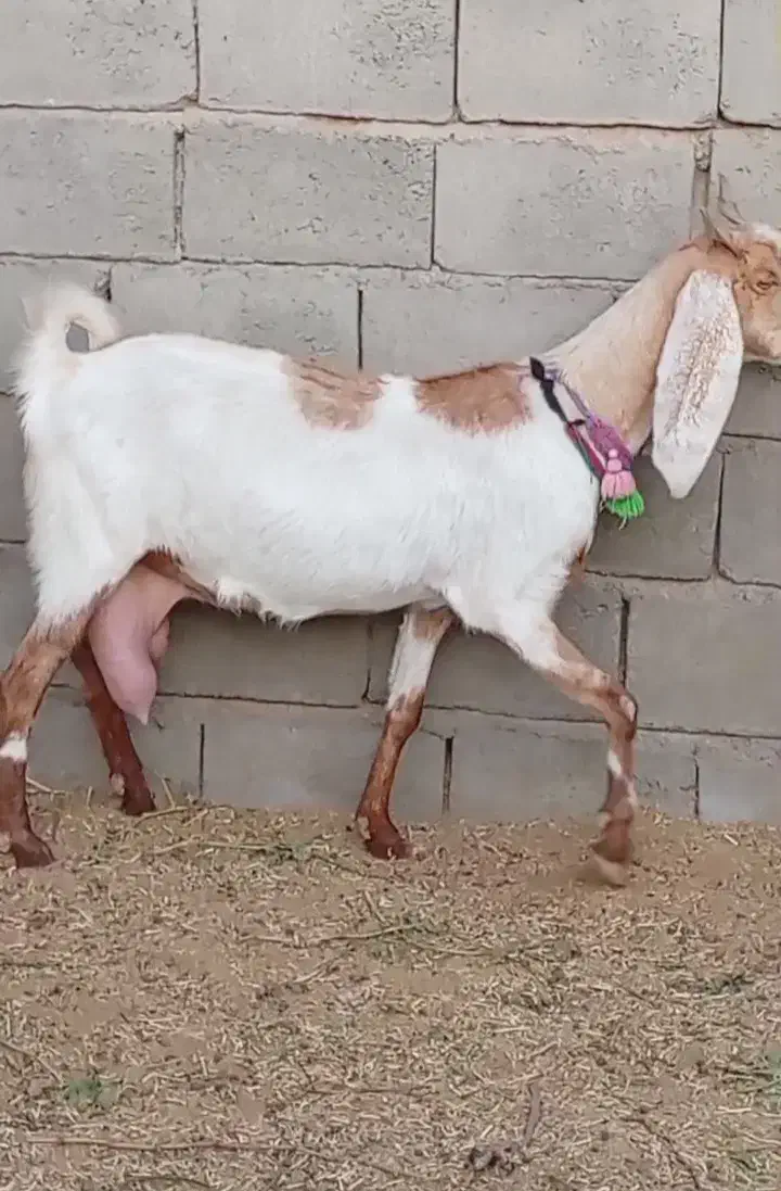 فروش 1راس شاه بز پاکستانی کاموری|حیوانات مزرعه|بردسکن, |دیوار