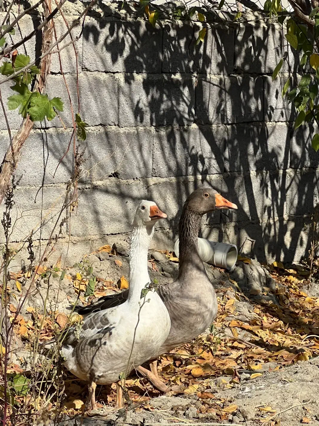 دو عدد غاز ارگانیک|حیوانات مزرعه|ارومیه, |دیوار