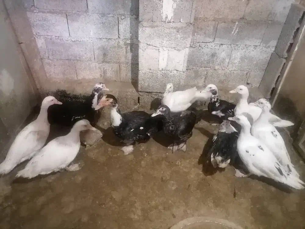 حدود ۳۰ عدد اردک اسرائیلی نروماده نژاد سنگین وزن|حیوانات مزرعه|امیرکلا, |دیوار