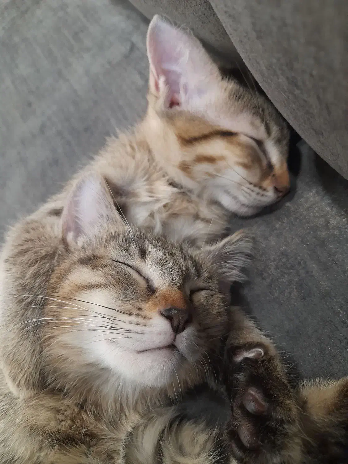 واگذاری گربه نژاد DSH|گربه|رباط‌کریم, رباط‌کریم|دیوار