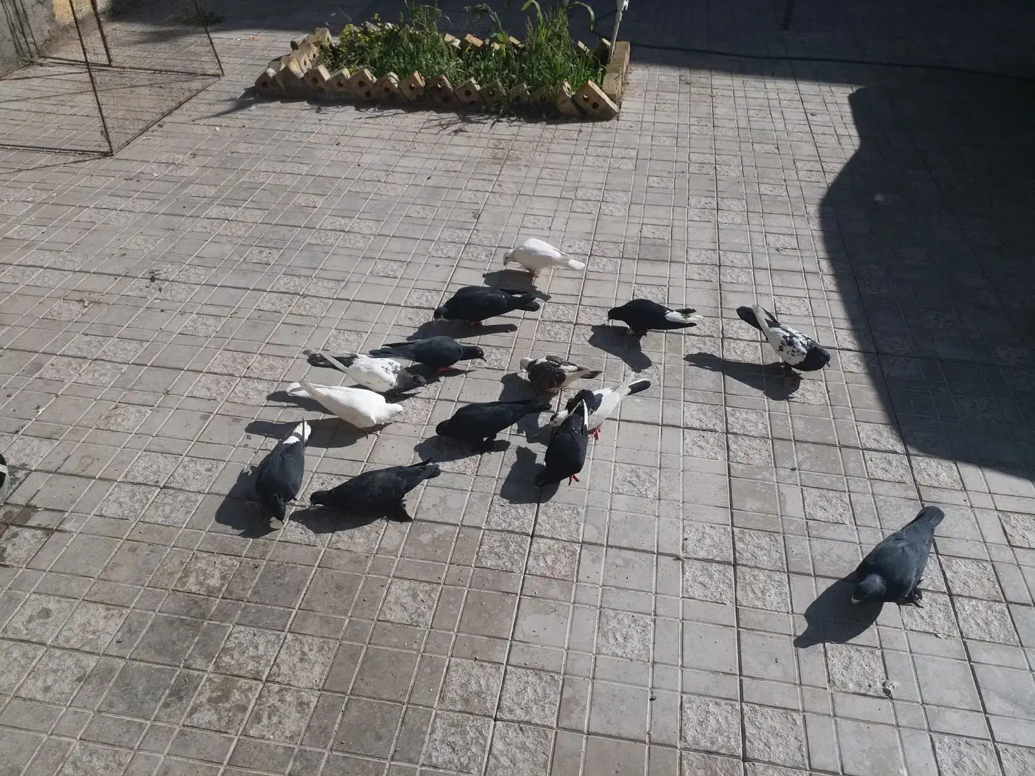 کبوتر|پرنده|رفسنجان, |دیوار