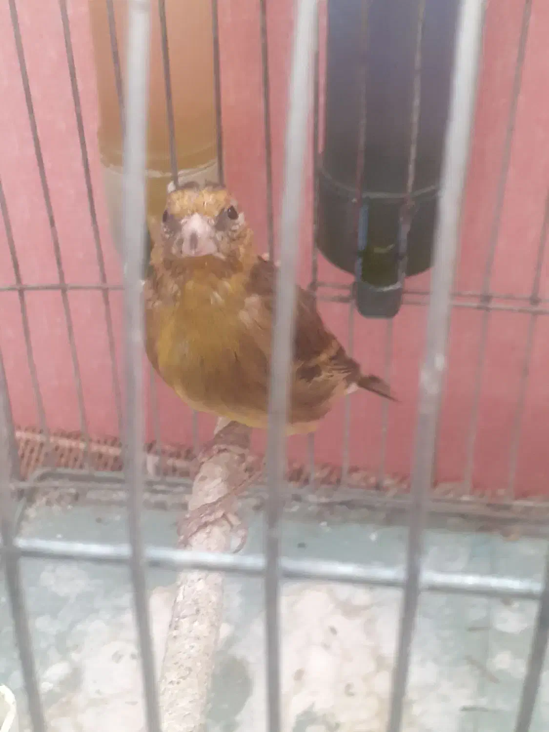 جوجه سهره قناری نر دهن لر ۳ ماهه|پرنده|فردیس, شهرک سپاه|دیوار