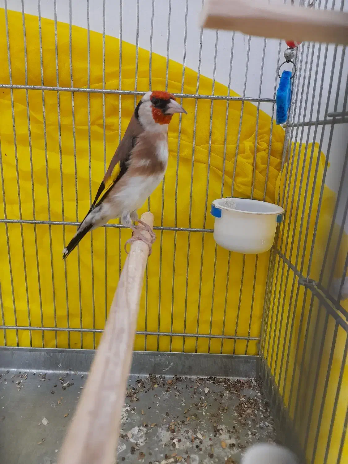 سهره جفتی قناری|پرنده|هشتگرد, شهرک وحدت|دیوار