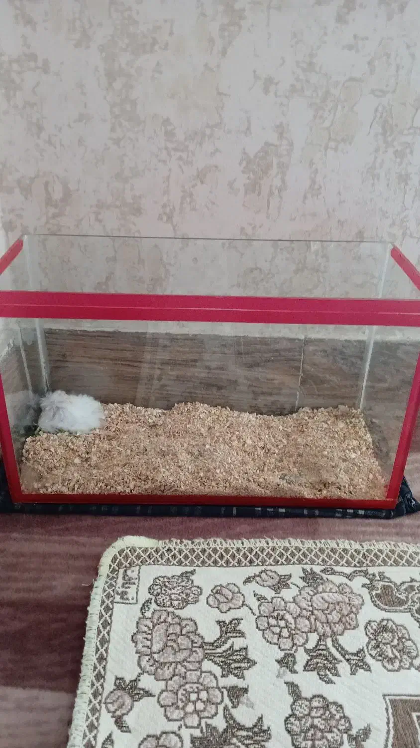 همستر|موش و خرگوش|فولادشهر, B1|دیوار