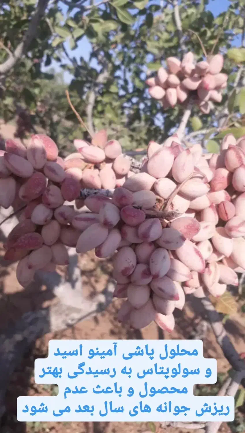 پیوندپسته|خدمات باغبانی و درختکاری|اصفهان, گورت|دیوار