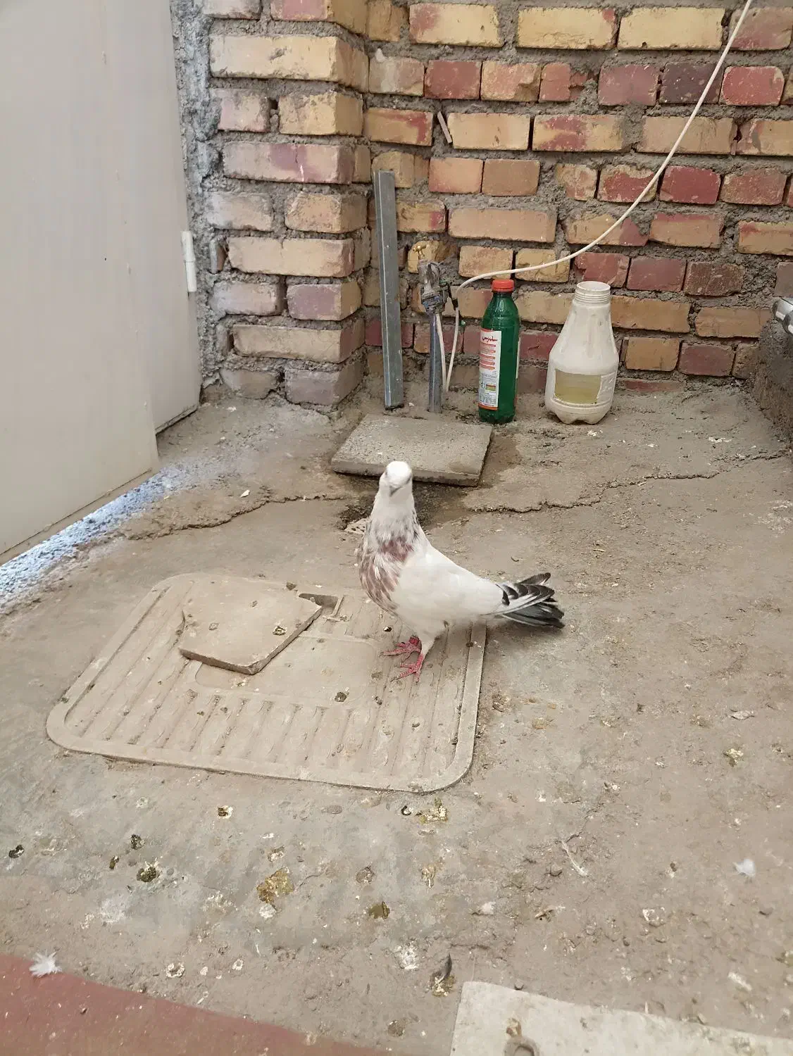 کبوتر گرفتنی|پرنده|ارومیه, |دیوار