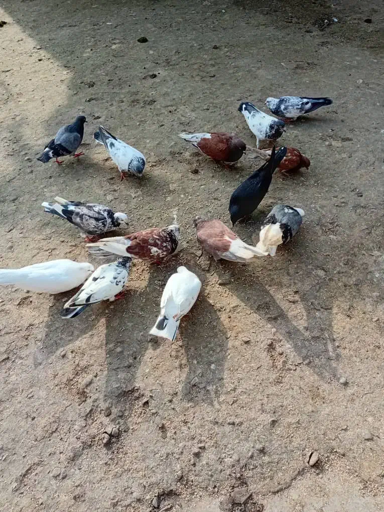 فروش کلی وجزیی کبوتر پرشی وتضمینی|پرنده|لشت نشا, |دیوار