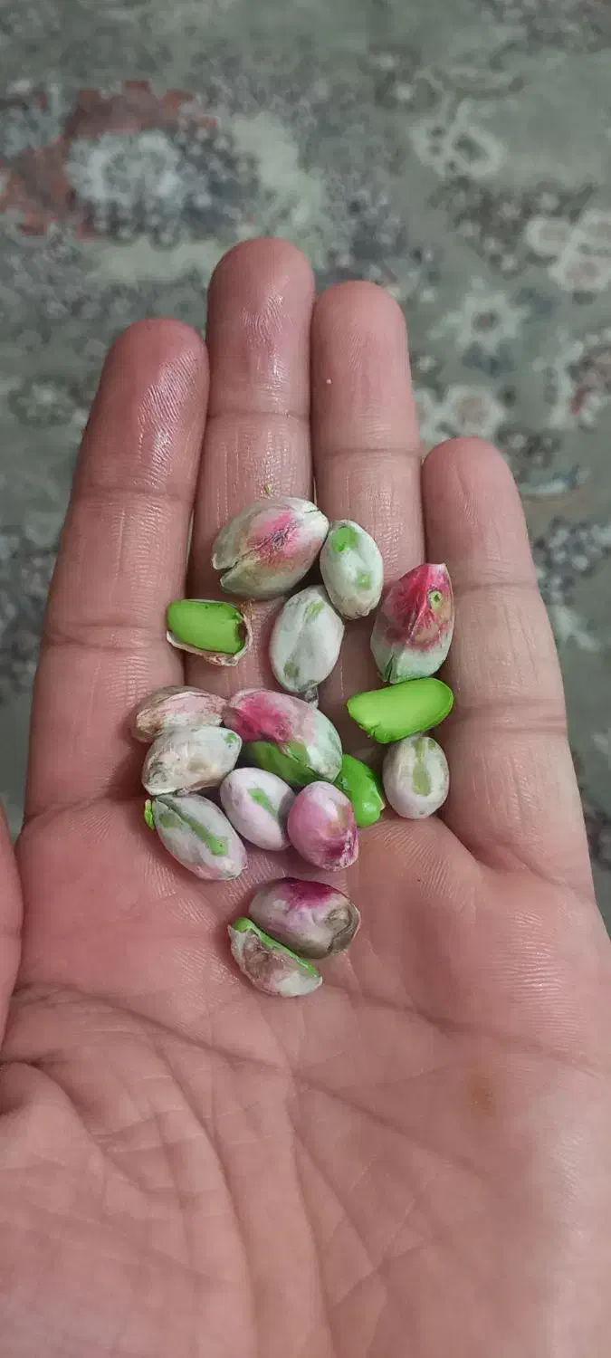 نهال درخت پسته چنتا موجود بارده پیوند اکبری|گل و گیاه طبیعی|مشکان, |دیوار