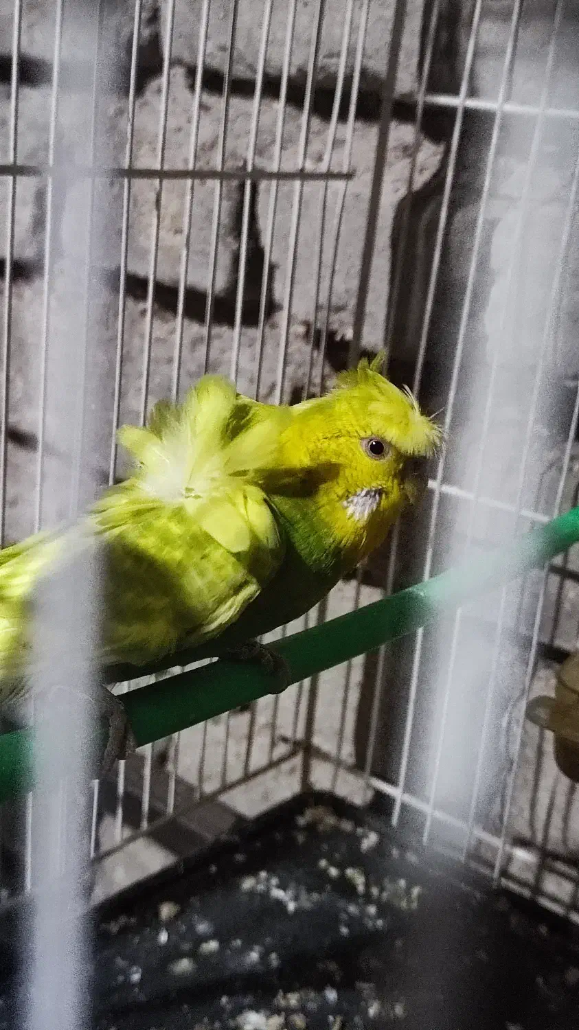 پرنده|پرنده|فردوس (خراسان), |دیوار