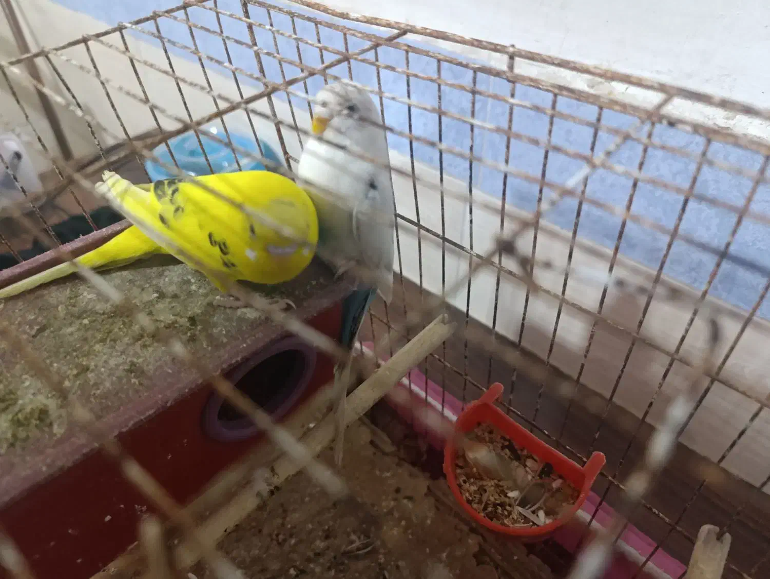 مرغ عشق|پرنده|برازجان, |دیوار