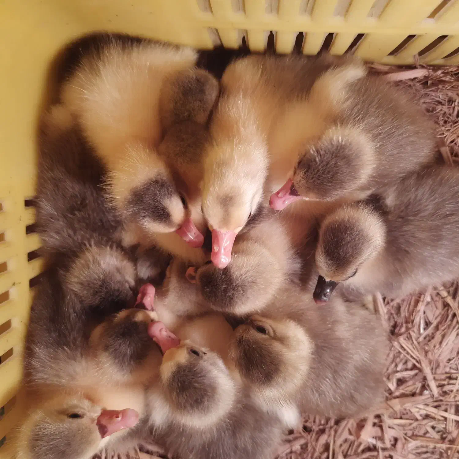 جوجه غاز با کیفیت و سالم|حیوانات مزرعه|چمستان, |دیوار