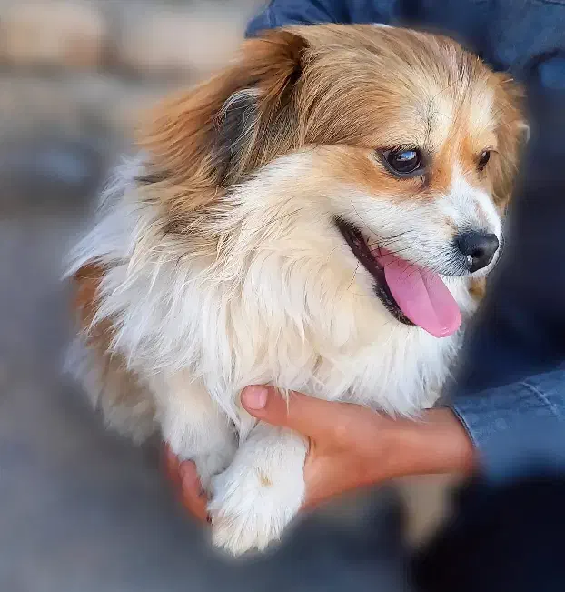 سگ پاکوتاه پیکینیز شکم پور|سگ|زنجان, |دیوار