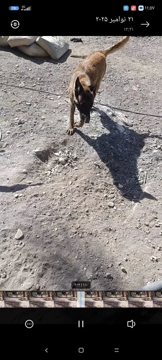 سگ گمشده|حیوانات|بم, |دیوار